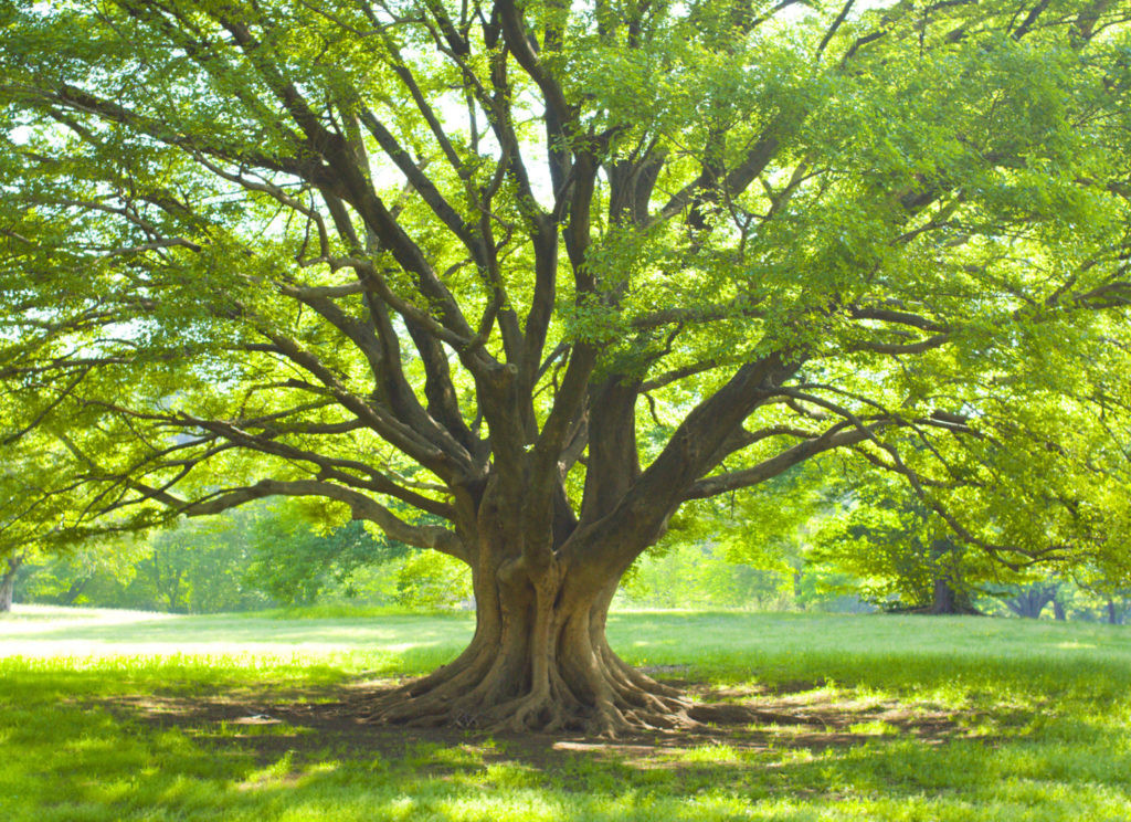 Deep and Strong Roots of Faith World Tribune