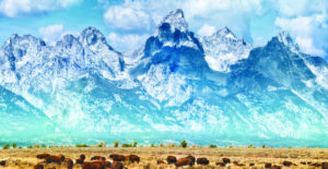 Bison on the prairie below the Grand Teton Range. Fall colors on the Grand Teton Mountain Range. Bison (or Buffalo) migrate out of Yellowstone National Park in winter