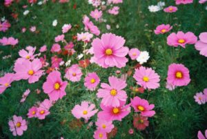 Close-Up Of Pink Flowers