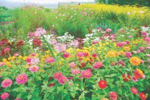 Sensei captures flowers in brilliant bloom, Nagano, Japan, August 2007. In the same way, “our young women throughout the world are united in bringing to bloom the flowers of absolute happiness for oneself and others,” he writes.