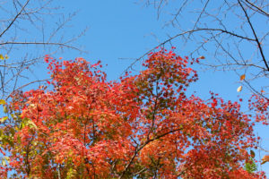 Ikeda Sensei took this on November 26, 2020 in Tokyo and it appeared together with his essay, Our Brilliant Human Revolution on p. 3 of 12.25 Seikyo.
