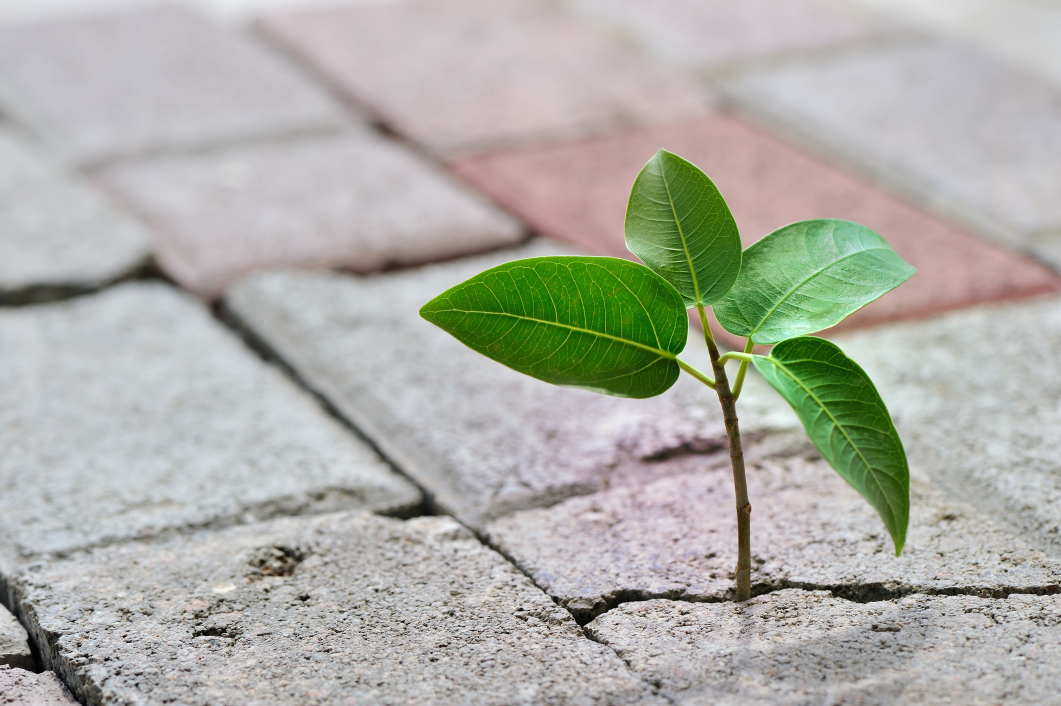 Young plant taking root on a cracked concrete, concept image of overcoming adversity.