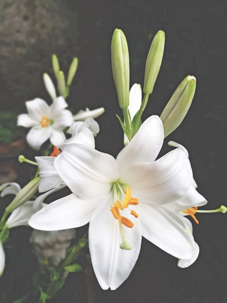 Close-Up Of White Flowering Plant Photo Taken In Italy, San Donato In Fronzano