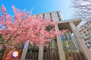 Pictured are early blooming cherry blossoms at the Soka Gakkai Headquarters complex, marking the arrival of spring. Photo by Seikyo Press
