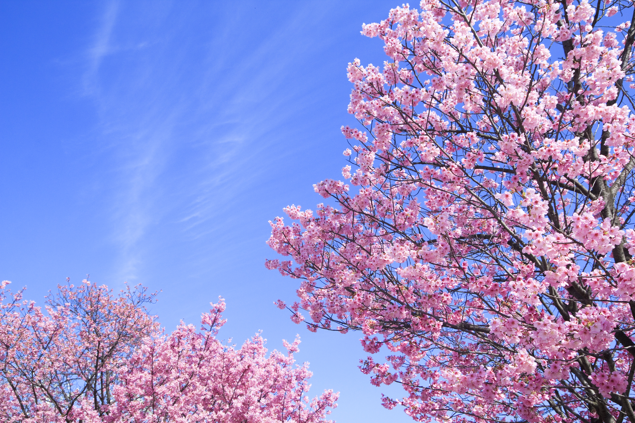 Blossoms of Kawazu-zakura (Prunus lannensiana Wils. cv. Kawazu-zakura).