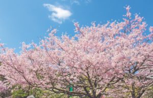 Cherry trees in bloom photographed by Ikeda Sensei in Tokyo, March 2021.