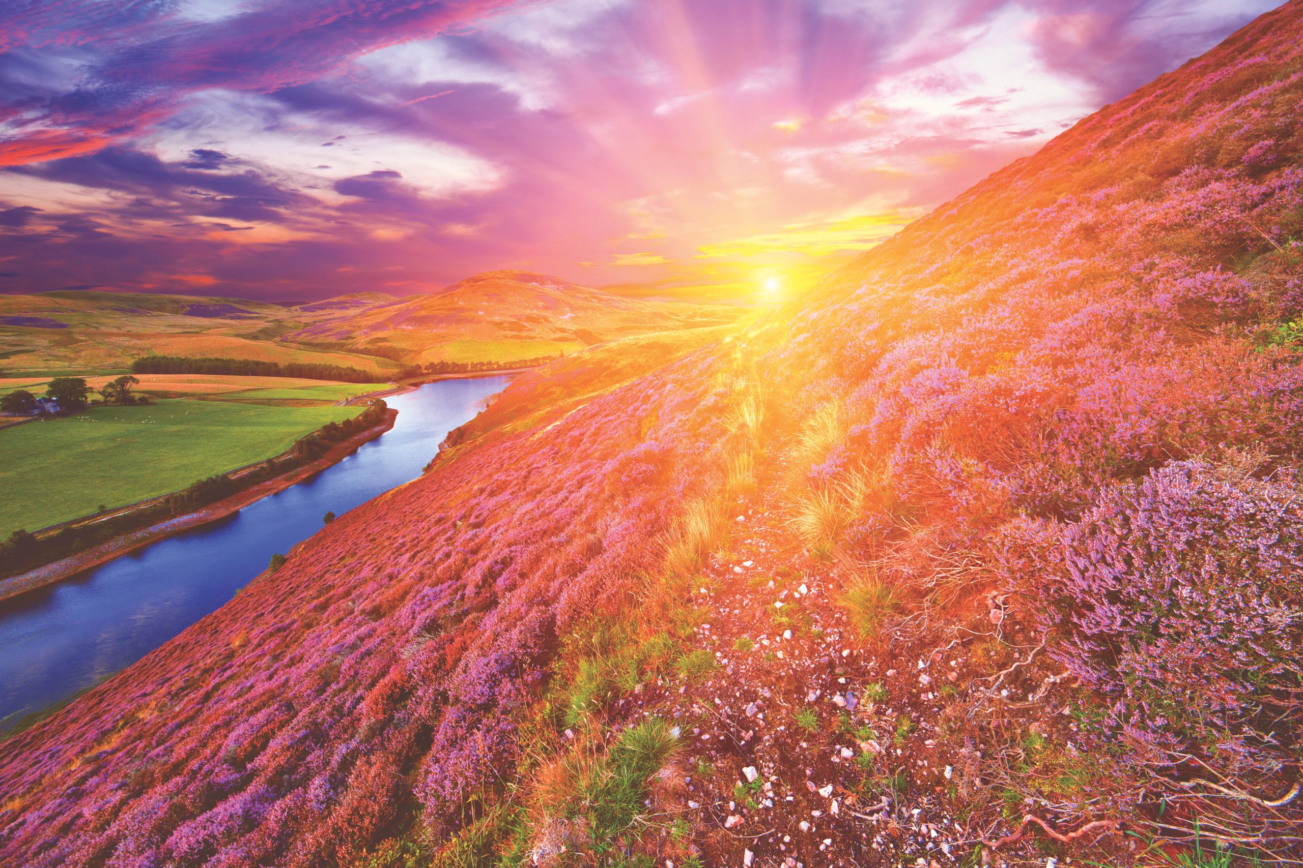 Vivid colorful landscape scenery with a footpath through the hill slope covered by violet heather flowers and green valley, river, mountains and cloudy blue sky on background. Pentland hills, near Edinburgh, Scotland.