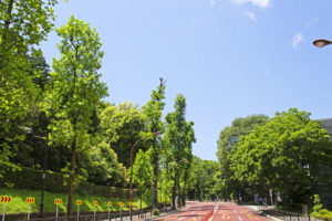 Towering—A tree-lined street in Tokyo photographed by Ikeda Sensei, May 3, 2021.