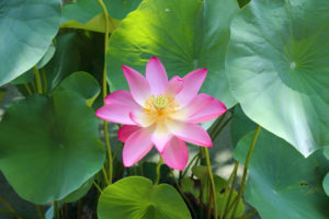 Behold—A lotus flower in full bloom photographed by Ikeda Sensei in Tokyo, July 2021.
