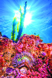 An anemone glows under the suns rays at Anacapa Island in the Channel Islands National Park.