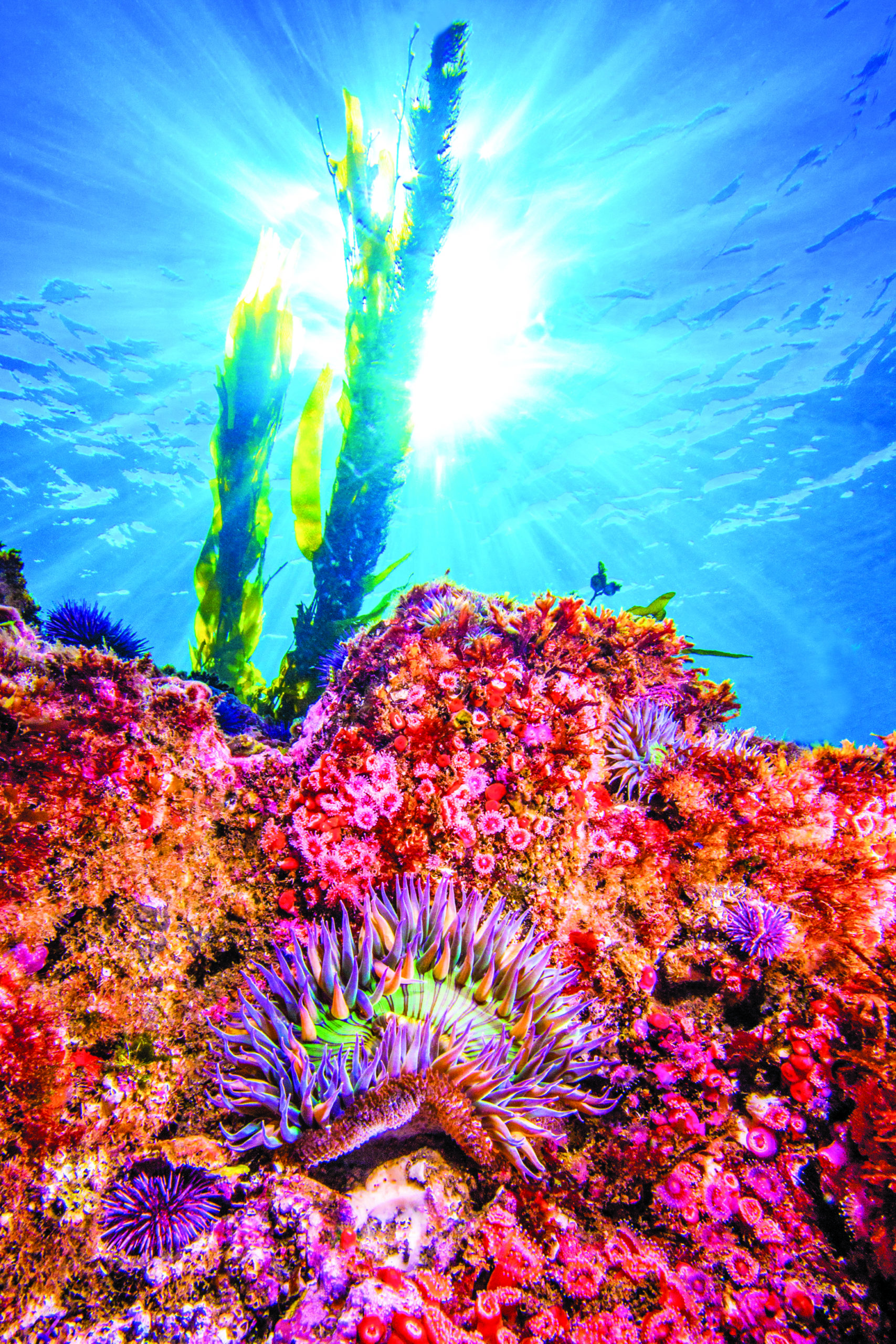 An anemone glows under the suns rays at Anacapa Island in the Channel Islands National Park.