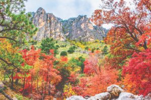 Autumn colors along Pine Canyon, Guadalupe Mountains National Park