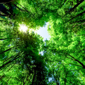 Vivid green forest in the Catalonia forest of Collsacabra during springtime.