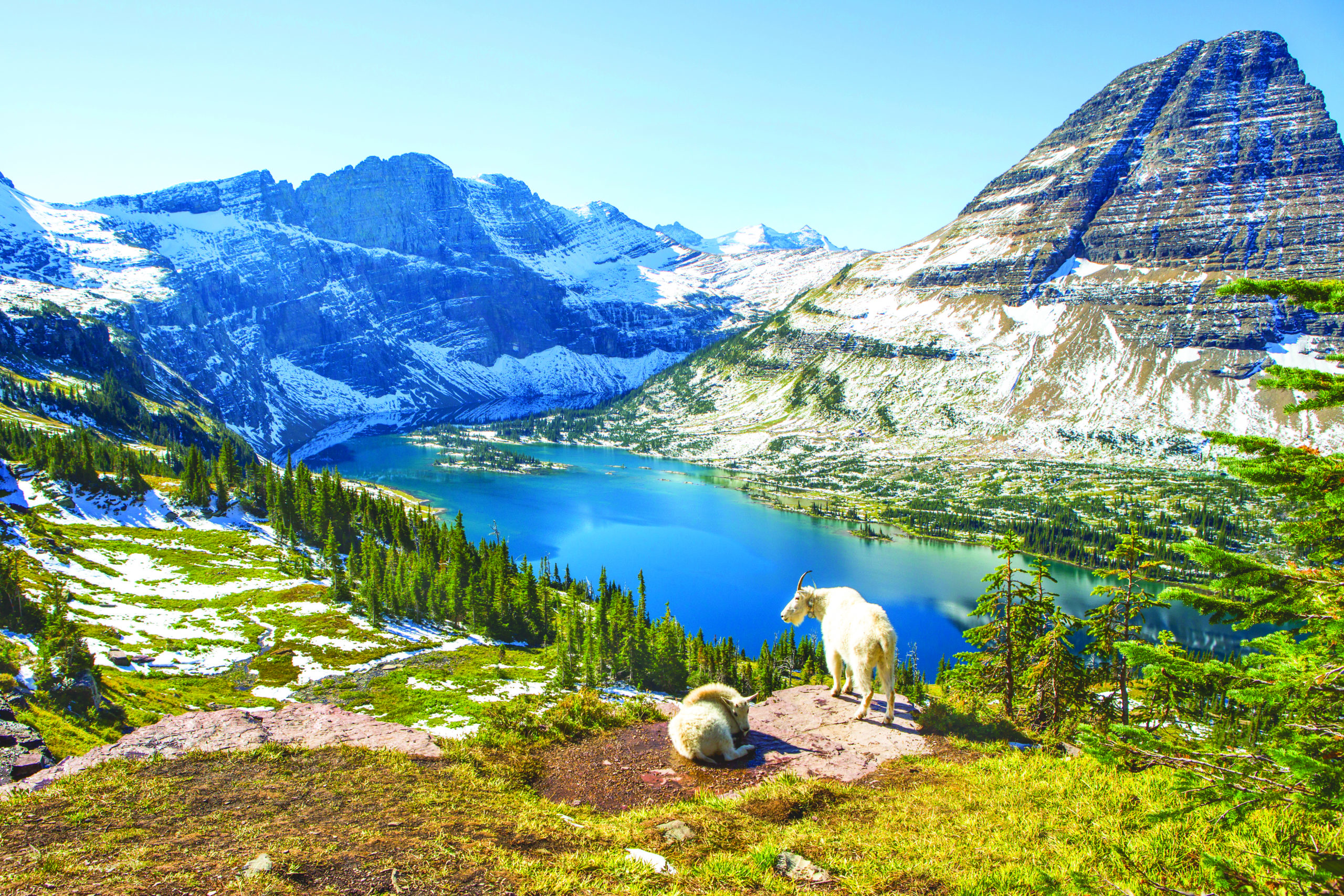 Goats standing on an overlook above a turquoise lake in the mountains.