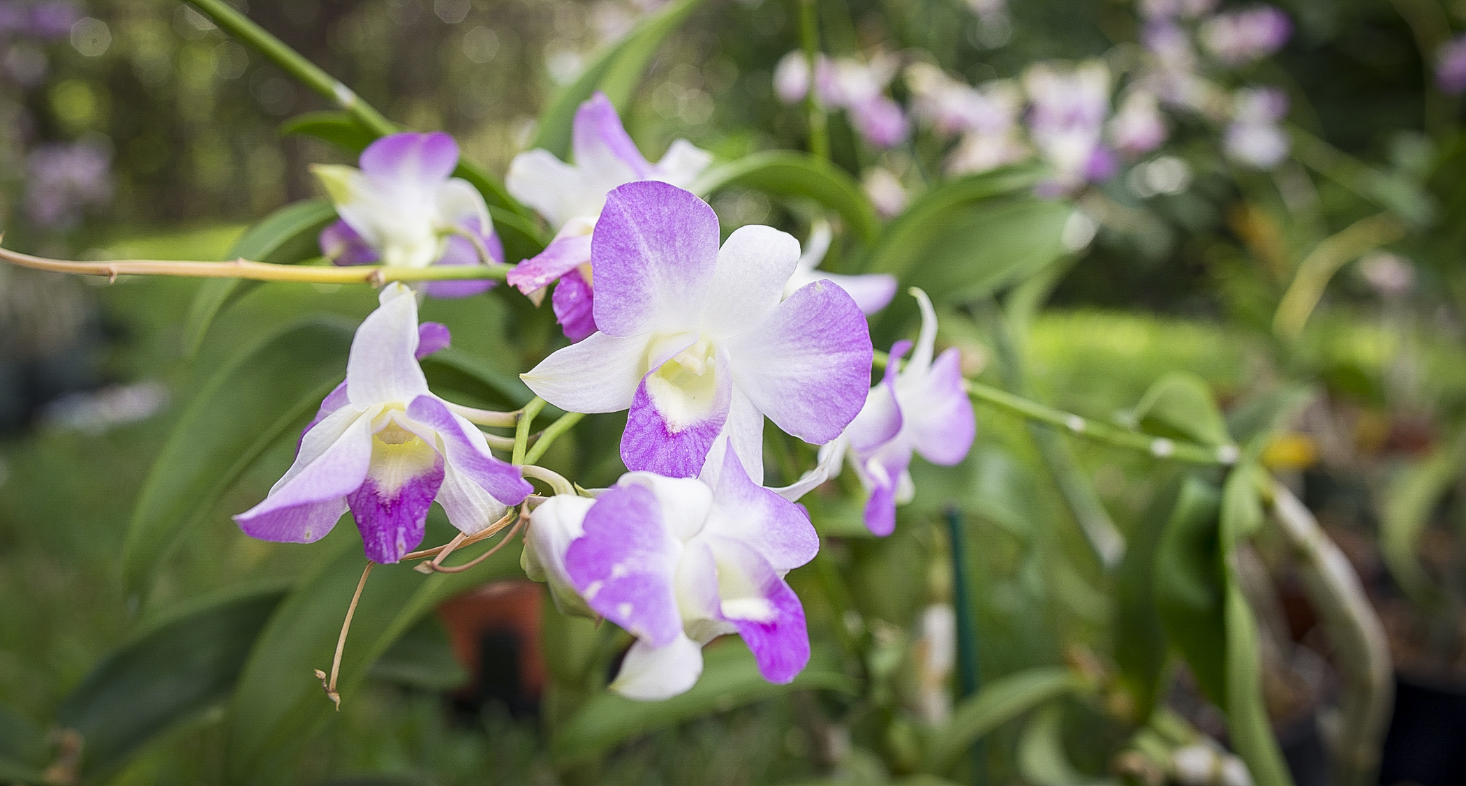 Kaneko Orchids at FNCC