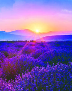The Lavender farm in Aegean Region, Turkey with setting sun giving sunburst from behind a mountain