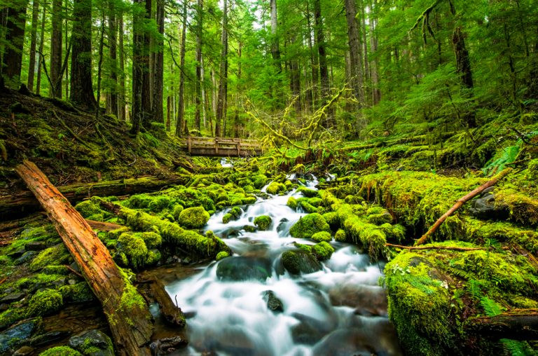 Olympic National Park, Washington - World Tribune