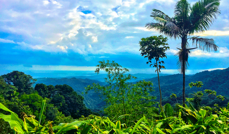 El Yunque Rainforest Tattoo - wide 7